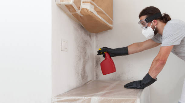 Professional Mold Removal technician working in Bath, MI