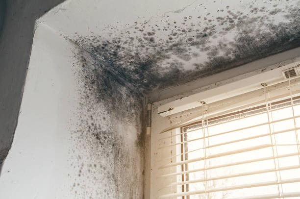 Affordable Basement Mold Removal solutions in Bath, MI